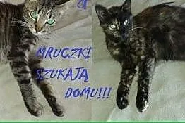 Mistrz&Małgorzata do adopcji! ,  mazowieckie Warszawa