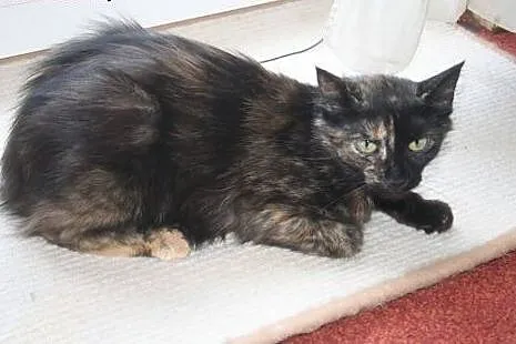 Mistrz&Małgorzata do adopcji! ,  mazowieckie W