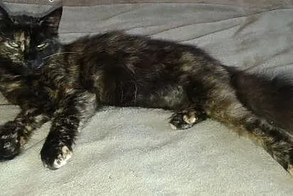 Mistrz&Małgorzata do adopcji! ,  mazowieckie W