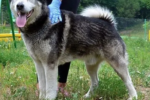Drako - piękny, młody alaskan :), warmińsko-mazurskie Olsztyn