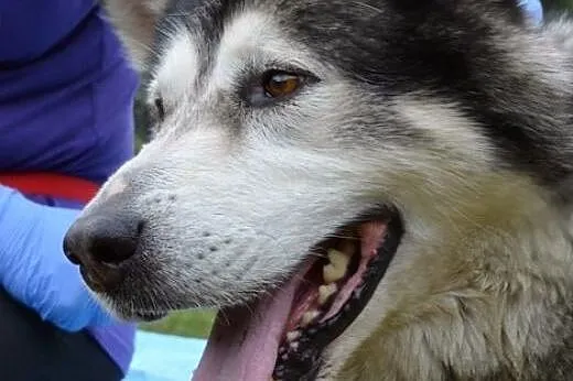 Drako - piękny, młody alaskan :),  warmińsko-mazur