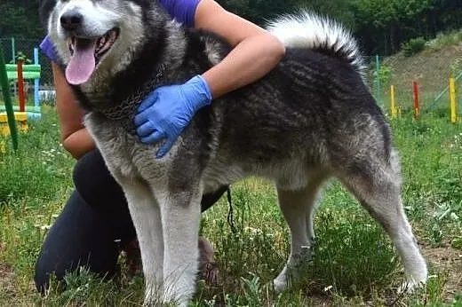 Drako - piękny, młody alaskan :),  warmińsko-mazur