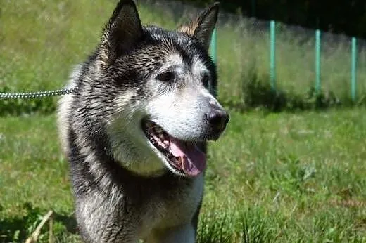 Drako - piękny, młody alaskan :),  warmińsko-mazur