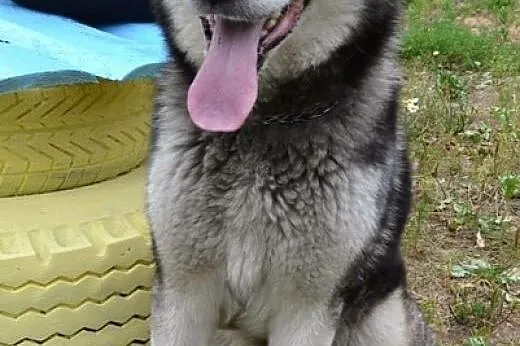Drako - piękny, młody alaskan :),  warmińsko-mazur