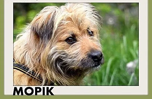 MOPIK,średni,przyjazny,spokojny,kudłaty piesek.ADO