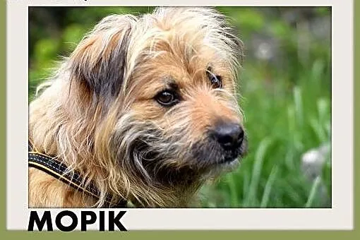 MOPIK,średni,przyjazny,spokojny,kudłaty piesek.ADO