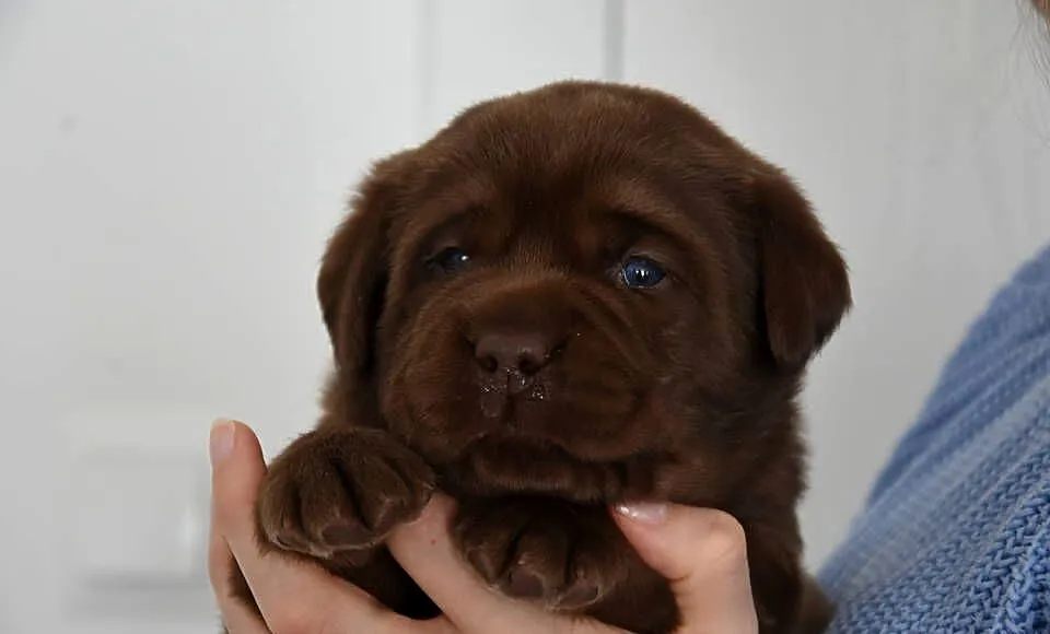 Labrador retriever FCI,ZKwP, Wielkopolskie, Mikstat