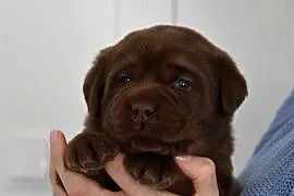 Labrador retriever FCI,ZKwP