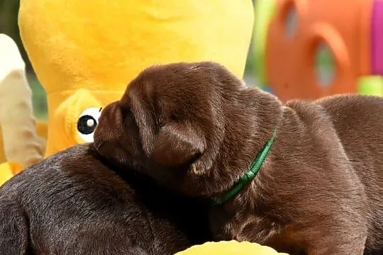 Labrador retriever FCI,ZKwP, Wielkopolskie, Mikstat