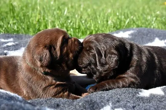Labrador retriever FCI,ZKwP, Wielkopolskie, Mikstat