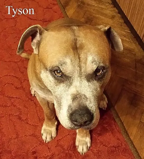 Tyson pilnie szuka domu