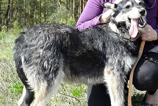 Pokochaj Kokosa daj mu domek o jakim marzy, Mazowieckie, Płock
