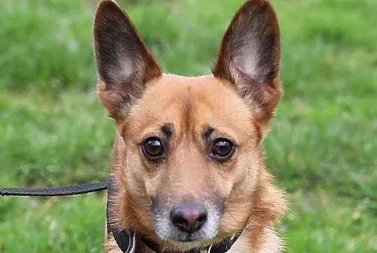 Nieśmiały Niko