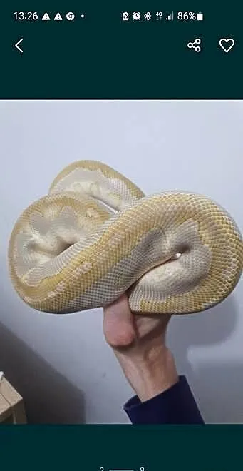 Pyton królewski samica enchi pH albino samiec lesser clown, Warmińsko-mazurskie, Pasłęk