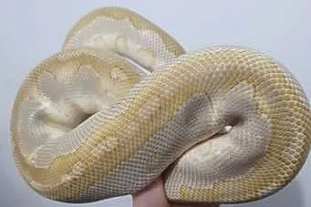 Pyton królewski samica enchi pH albino samiec lesser clown, Warmińsko-mazurskie, Pasłęk