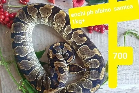Pyton królewski samica enchi pH albino samiec lesser clown, Warmińsko-mazurskie, Pasłęk