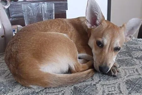 Molly młoda i wesoła sunia czeka na dom  ,  mazowieckie Warszawa