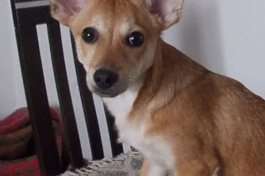 Molly młoda i wesoła sunia czeka na dom  ,  mazowi