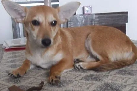Molly młoda i wesoła sunia czeka na dom  ,  mazowi