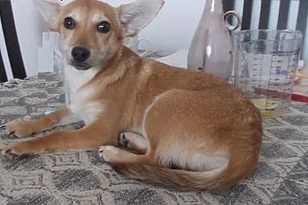 Molly młoda i wesoła sunia czeka na dom  ,  mazowi