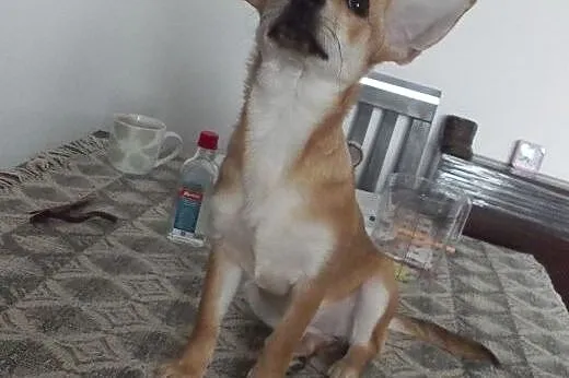 Molly młoda i wesoła sunia czeka na dom  ,  mazowi