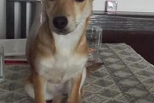 Molly młoda i wesoła sunia czeka na dom  ,  mazowi