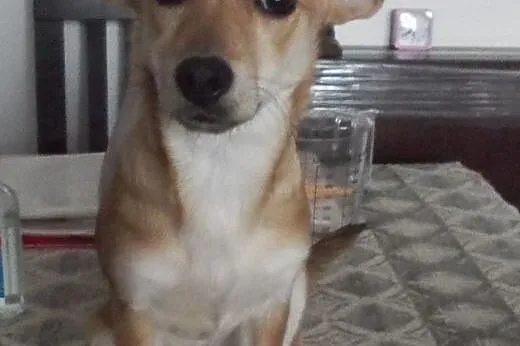 Molly młoda i wesoła sunia czeka na dom  ,  mazowi