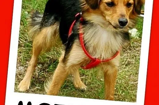 Delikatna, mała 5 kg suczka MOTYLKA,przemiła, towarzyska.Adopcja. ,  wielkopolskie Rzeszów