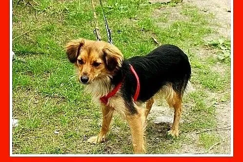 Delikatna, mała 5 kg suczka MOTYLKA,przemiła, towa