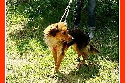 Delikatna, mała 5 kg suczka MOTYLKA,przemiła, towa