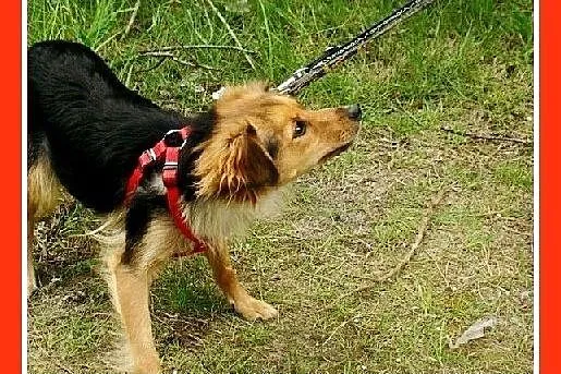 Delikatna, mała 5 kg suczka MOTYLKA,przemiła, towa
