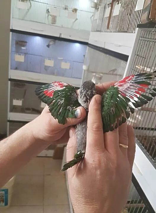 Rudosterka Czarnogłowa ręcznie karmiona, Małopolskie, Myślenice