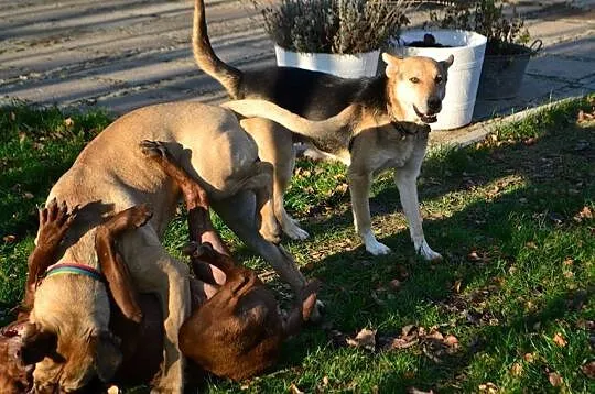 NELA piękna sunia mix owczarek, mądra, łagodna wyp