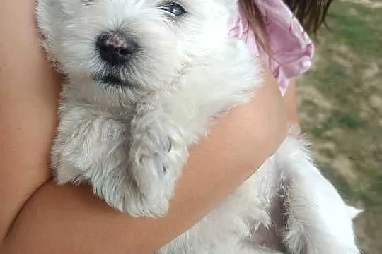 Szczeniaki rasy West Highland White Terrier. ,