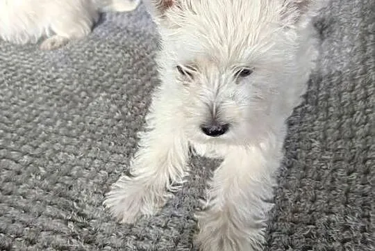 Szczeniaki rasy West Highland White Terrier. ,, Podkarpackie, Dębica