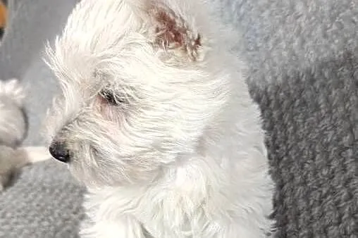 Szczeniaki rasy West Highland White Terrier. ,, Podkarpackie, Dębica