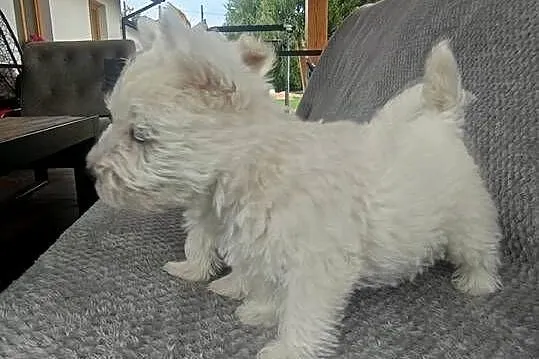 Szczeniaki rasy West Highland White Terrier. ,, Podkarpackie, Dębica