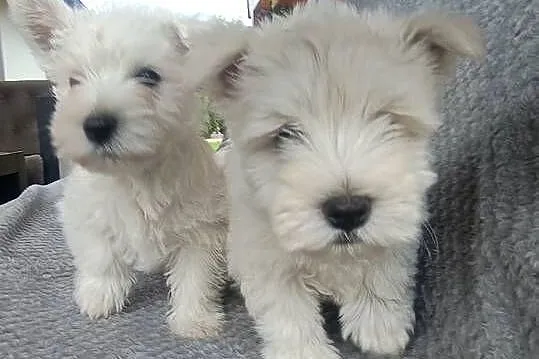 Szczeniaki rasy West Highland White Terrier. ,, Podkarpackie, Dębica