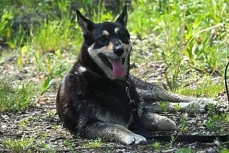 AJSZA- wyjątkowy pies dla wyjątkowej osoby,  śląsk