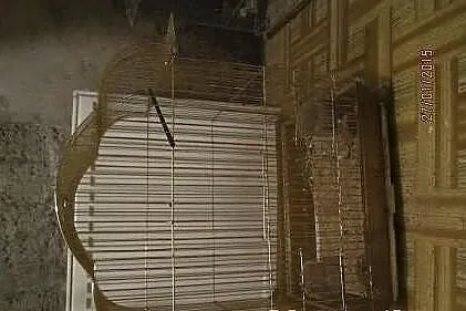 Parka rocznych papurzek falistych wraz z klatkami 
