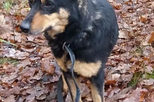 Sara - idealna sunia z domu tymczasowego do adopcji ,  łódzkie Skierniewice