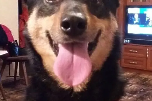 Sara - idealna sunia z domu tymczasowego do adopcj