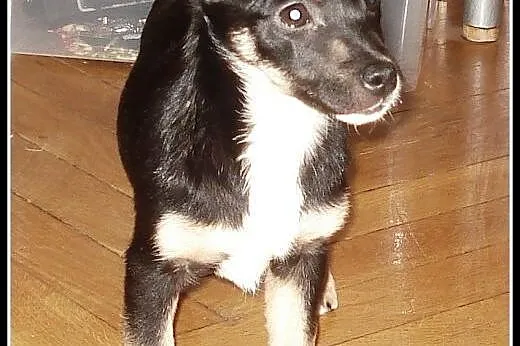 Kochana 3mies. Myszka czeka na dobry dom! ,  mazow