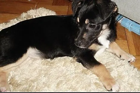 Kochana 3mies. Myszka czeka na dobry dom! ,  mazow