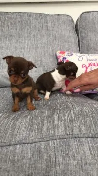 Szczeniaki chihuahua. Kontakt tylko przez WhatsApp +37065391730 lub e-mail Princebeasoh@gmail.com, , Lawrowa