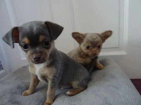 Szczeniaki chihuahua. Kontakt tylko przez WhatsApp +37065391730 lub e-mail Princebeasoh@gmail.com, , Lawrowa