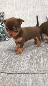 Szczeniaki chihuahua. Kontakt tylko przez WhatsApp +37065391730 lub e-mail Princebeasoh@gmail.com, , Lawrowa
