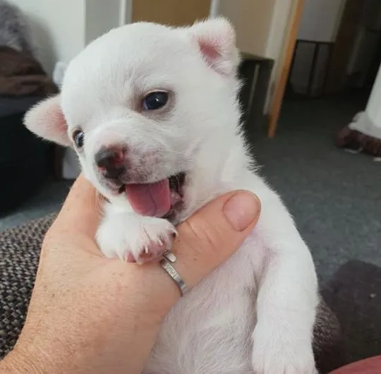 Szczeniaki chihuahua. Kontakt tylko przez WhatsApp +37065391730 lub e-mail Princebeasoh@gmail.com, , Lawrowa