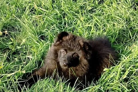Szpic średni klasyczny  szczenie suczka, Mazowieckie, Puszcza Mariańska