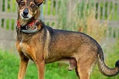HARRY - starszy, sponiewierany życiem psiak prosi o dom...,